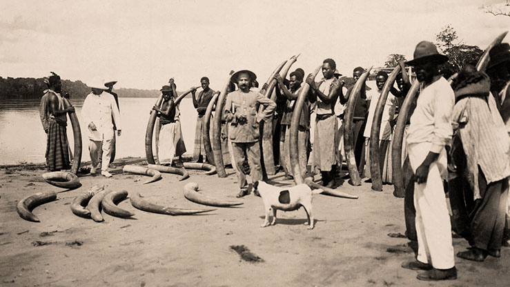 Elephant tusks, Independent State of Congo